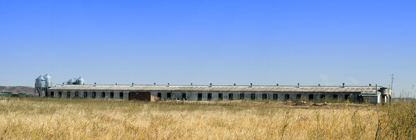 Farm for growing pigs