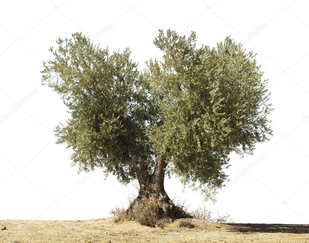 Olive tree white isolated