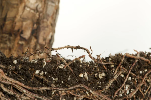 Roots of a flower isolated — Stock Photo, Image