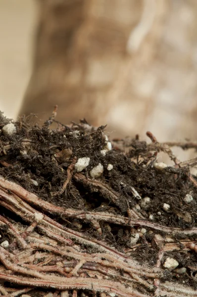 Roots of a flower — Stock Photo, Image