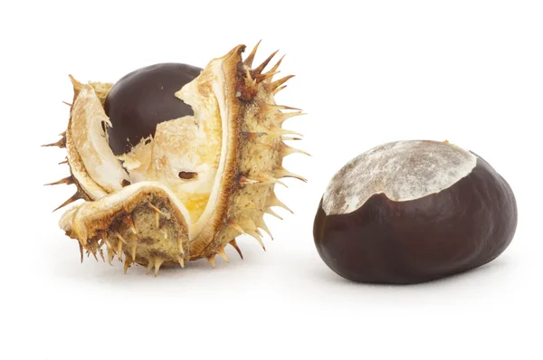 Chestnuts with shell — Stock Photo, Image