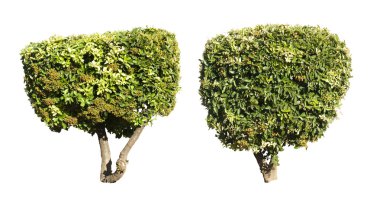 yeşil ağaçlar üzerinde beyaz izole.