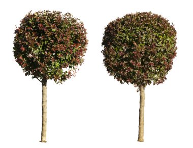 yeşil ve koyu mor ağaç üzerinde beyaz izole.