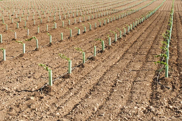 Vinhas recém-plantadas — Fotografia de Stock