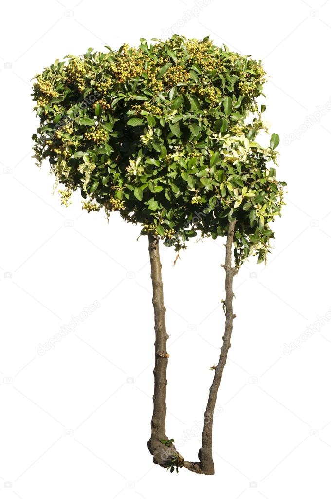 Green trees isolated on white. Stock Photo by 13947988