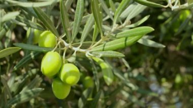 Zeytin dal. yeşil zeytin ağacı üzerinde yukarıya kapatmak