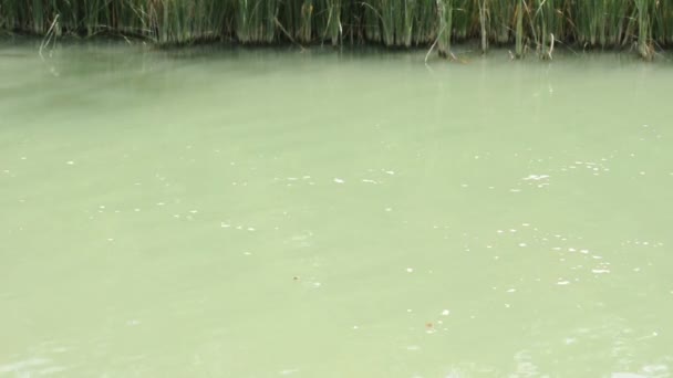 Cane in River — Stock Video