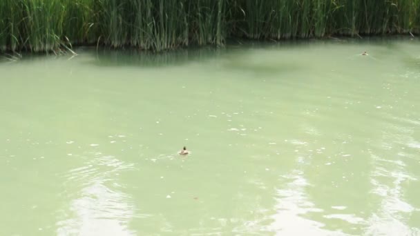Трость в реке и дикие утки — стоковое видео