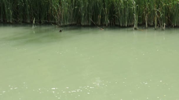 Cane in River and wild ducks — Stock Video