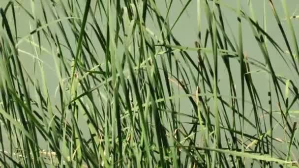 Caña en el río — Vídeos de Stock