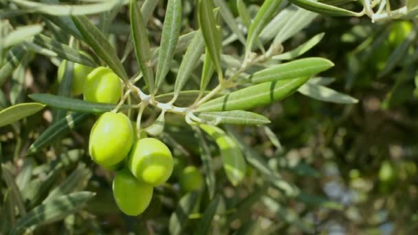 Aceitunas en una rama. Cerrar aceitunas verdes en un árbol — Vídeo de stock