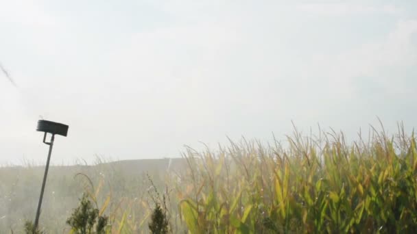 Drenken de maïs plantage. — Stockvideo