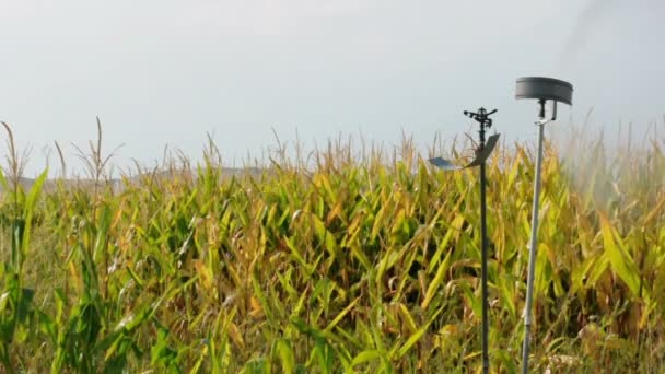 Drenken de maïs plantage. — Stockvideo