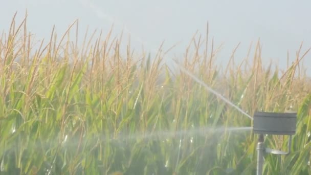 Bewässerung der Maisplantage. — Stockvideo
