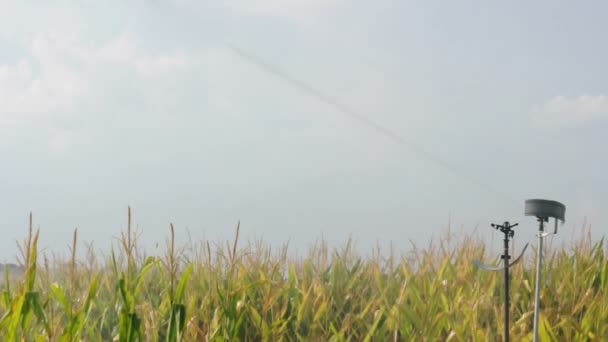 Bewässerung der Maisplantage. — Stockvideo