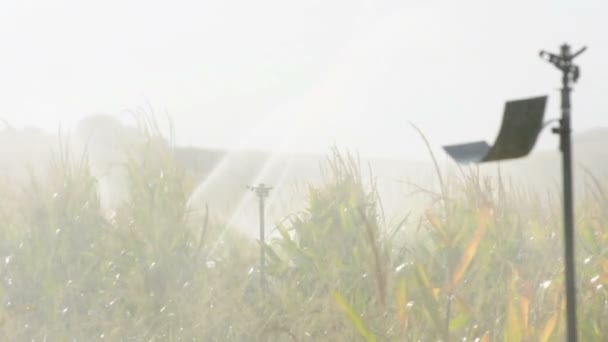 Поливая кукурузные плантации . — стоковое видео