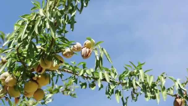 Almonds on branch. Blue sky background — Stock Video