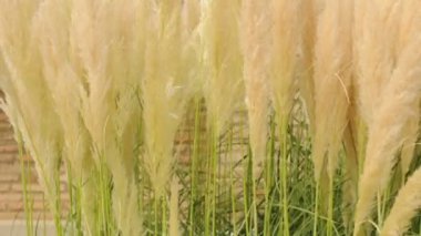 Crema renkli kabarık tesisleri kapatmak.