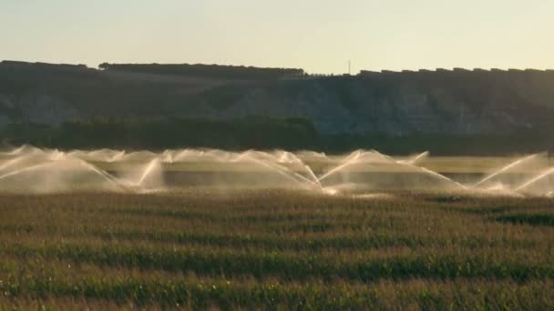 Sistemi di irrigazione al tramonto . — Video Stock