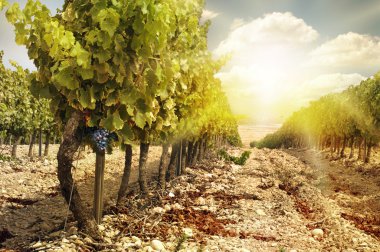 Vineyards at sunset in autumn harvest. clipart