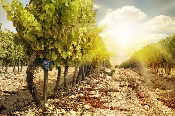 Vineyards at sunset in autumn harvest. — Stock Photo, Image