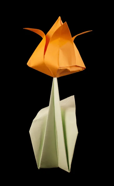 Orange tulip elszigetelt fekete háttér — Stock Fotó