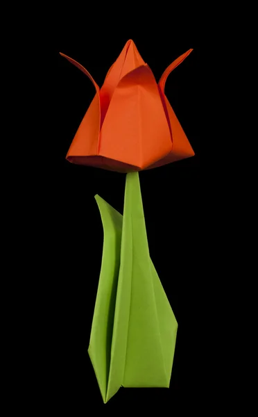 Rote Tulpe isoliert auf schwarzem Hintergrund — Stockfoto