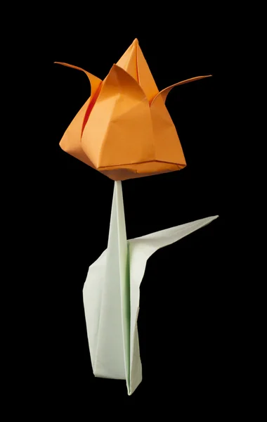 Tulipano arancione isolato su sfondo nero — Foto Stock