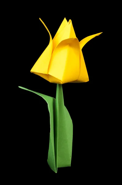 Sárga tulipán izolált fekete háttér — Stock Fotó