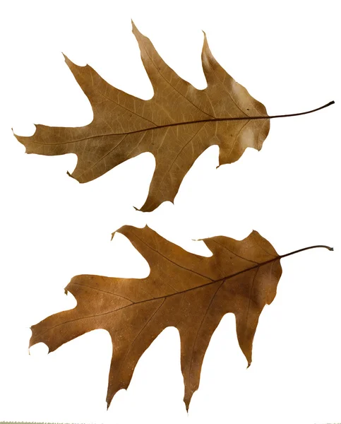 Conjunto de hojas de otoño. — Foto de Stock