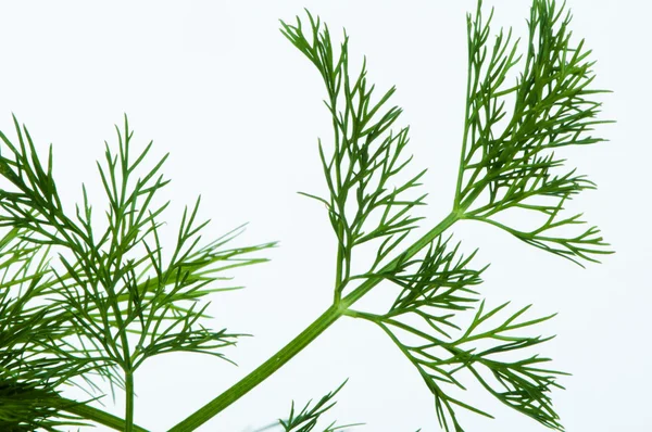 Fresh dill — Stock Photo, Image