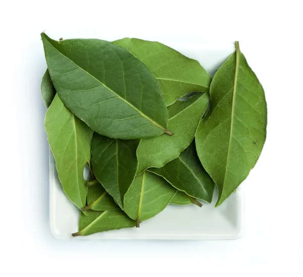 Bay leaf spice — Stock Photo, Image