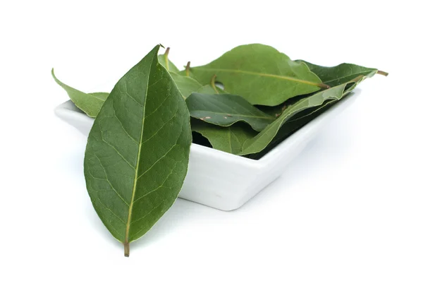 Bay leaf spice — Stock Photo, Image