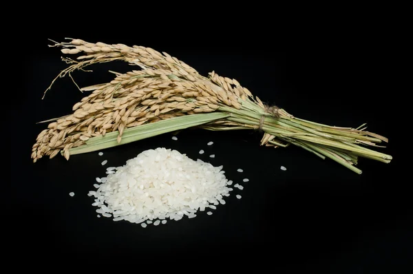 Baldo de arroz e ramo — Fotografia de Stock