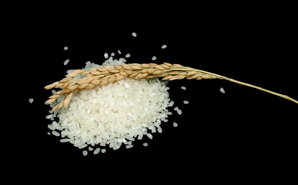 Baldo de arroz e ramo — Fotografia de Stock