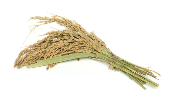Baldo de ramo de arroz — Fotografia de Stock