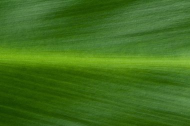 doğal arka planını yaprak yeşil