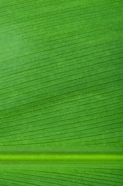 doğal arka planını yaprak yeşil