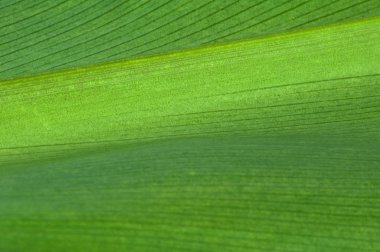 doğal arka planını yaprak yeşil