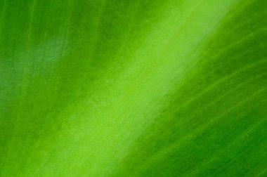 doğal arka planını yaprak yeşil