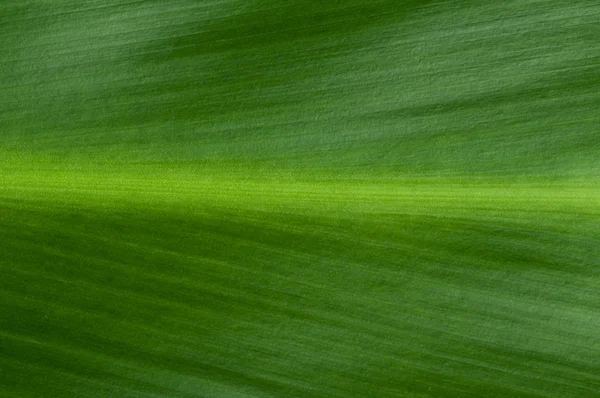doğal arka planını yaprak yeşil