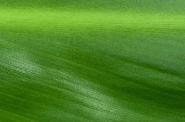 Fundo natural da folha verde — Fotografia de Stock