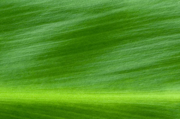 Naturalne tło zielony liść — Zdjęcie stockowe