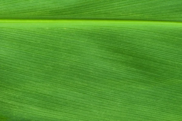 Přirozené pozadí zeleného listu — Stock fotografie