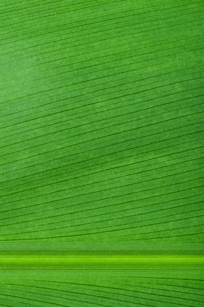 Přirozené pozadí zeleného listu — Stock fotografie