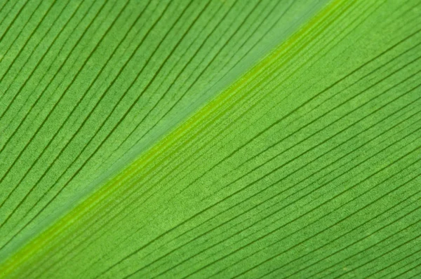 Естественный фон зеленого листа — стоковое фото