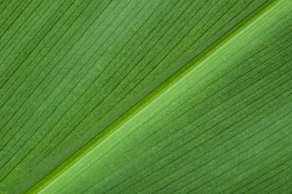 Fundo natural da folha verde — Fotografia de Stock
