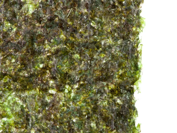 Зелені водорості норі — стокове фото