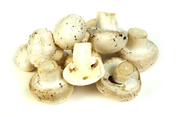 Mushrooms — Stock Photo, Image