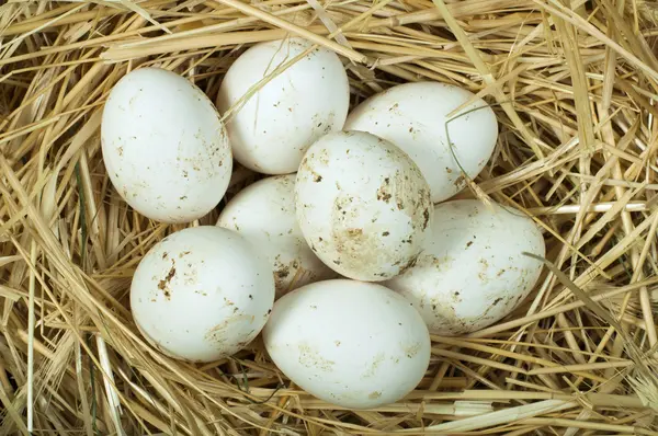 Organic domestic white eggs in straw nest — Stock Photo, Image